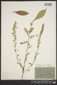 Solidago arguta subsp. caroliniana image