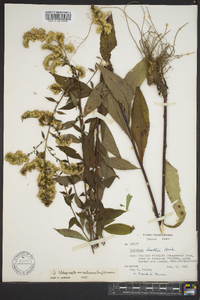Solidago arguta subsp. caroliniana image