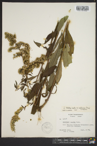 Solidago arguta subsp. caroliniana image