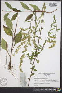 Solidago arguta subsp. caroliniana image