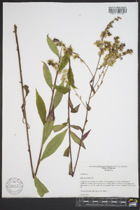 Solidago arguta subsp. caroliniana image
