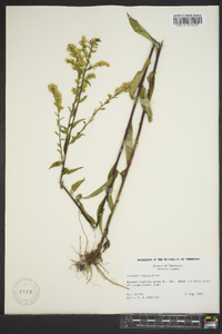 Solidago arguta subsp. caroliniana image