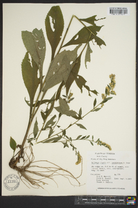 Solidago arguta subsp. caroliniana image