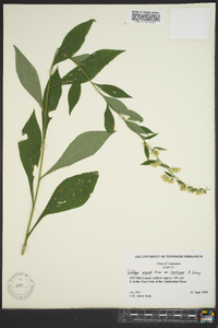 Solidago arguta subsp. caroliniana image