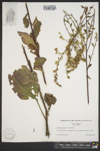 Solidago arguta subsp. caroliniana image