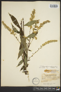 Solidago arguta subsp. caroliniana image