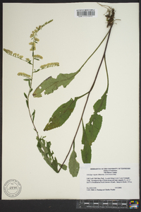 Solidago arguta subsp. caroliniana image