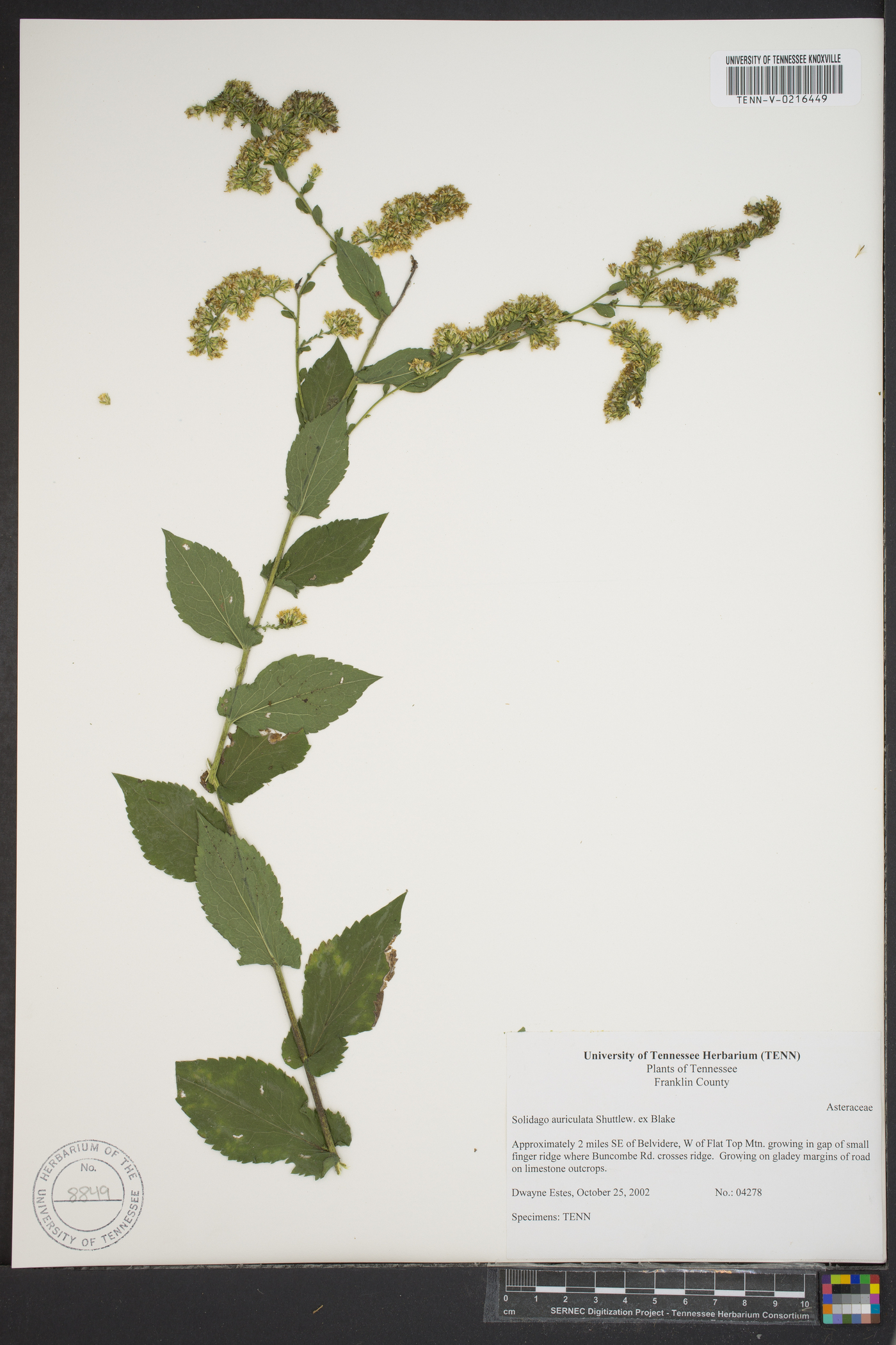 Solidago auriculata image