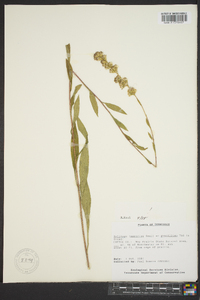 Solidago austrina image