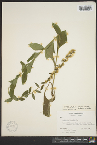 Solidago bicolor image