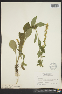 Solidago bicolor image