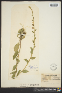 Solidago bicolor image