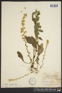 Solidago bicolor image