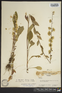 Solidago bicolor image