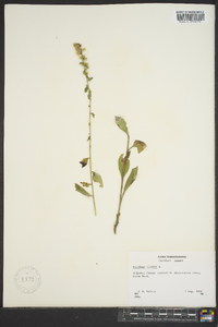 Solidago bicolor image