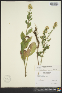 Solidago bicolor image