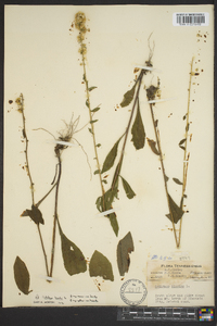 Solidago bicolor image