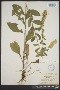 Solidago bicolor image