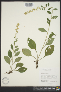 Solidago bicolor image