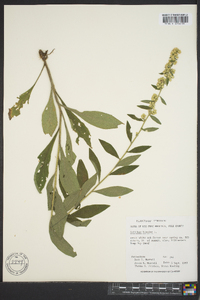 Solidago bicolor image