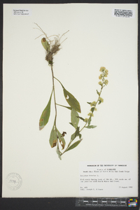 Solidago bicolor image