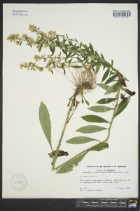 Solidago bicolor image