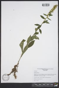 Solidago bicolor image