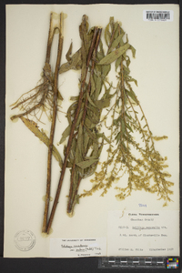 Solidago canadensis var. scabra image