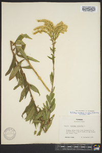 Solidago canadensis var. scabra image