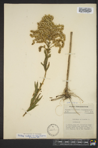 Solidago canadensis var. scabra image