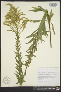 Solidago canadensis var. scabra image