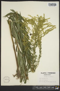 Solidago canadensis var. scabra image