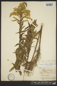 Solidago canadensis var. scabra image