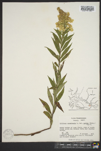 Solidago canadensis var. scabra image