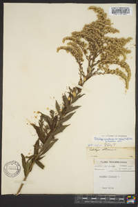 Solidago canadensis var. scabra image