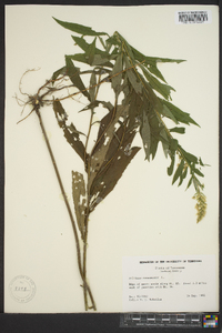 Solidago canadensis var. scabra image