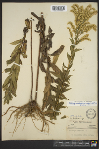 Solidago canadensis var. scabra image