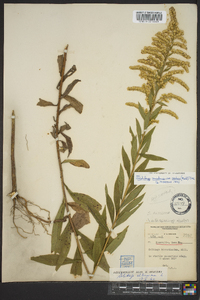 Solidago canadensis var. scabra image