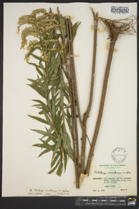 Solidago canadensis var. scabra image