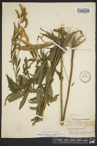 Solidago canadensis var. scabra image