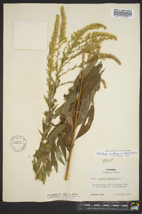 Solidago canadensis var. scabra image