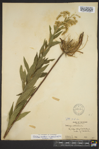 Solidago canadensis var. scabra image