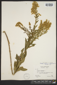 Solidago canadensis var. scabra image