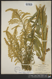 Solidago canadensis var. scabra image