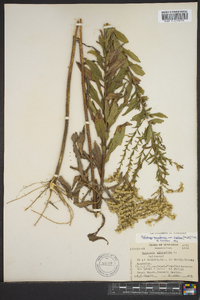 Solidago canadensis var. scabra image