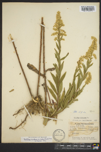 Solidago canadensis var. scabra image