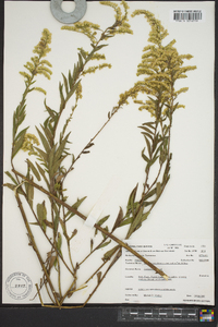 Solidago canadensis var. scabra image