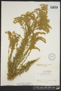 Solidago canadensis var. scabra image