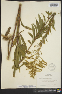 Solidago canadensis var. scabra image