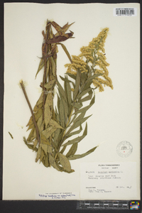 Solidago canadensis var. scabra image